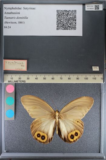 Media type: image;   Entomology 196929